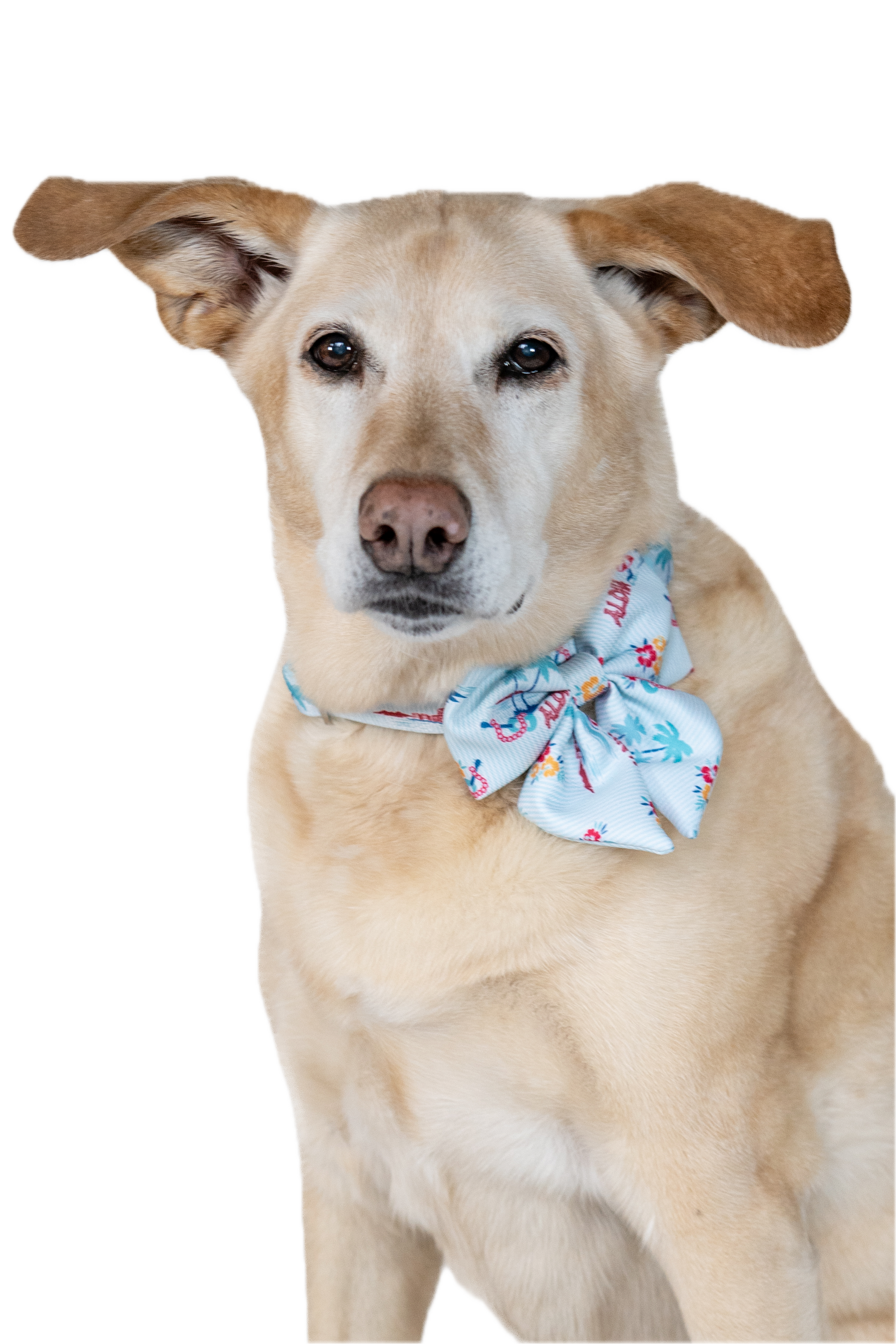 Beach Front Stripe Bow Collar Set