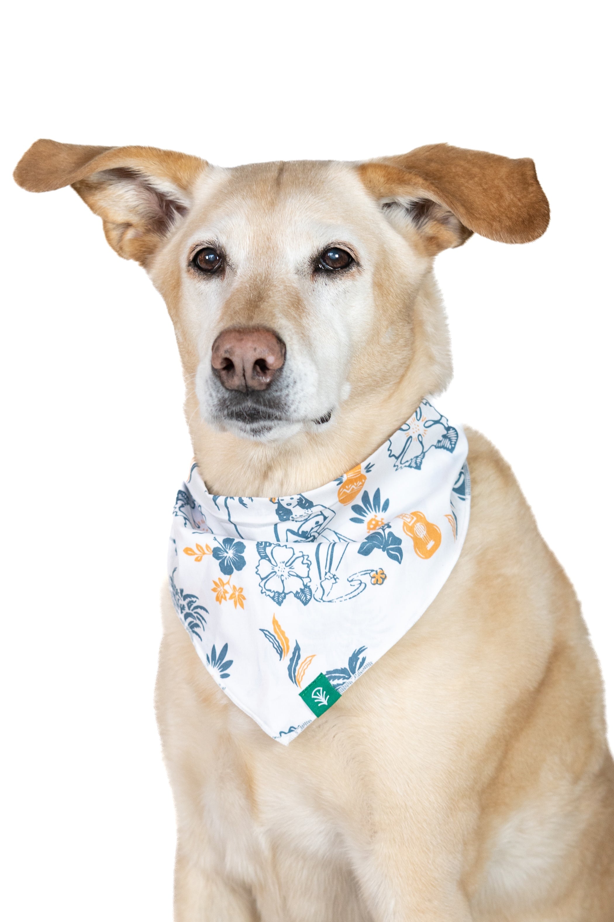 Dog wearing a bandana with a floral pattern on a white background