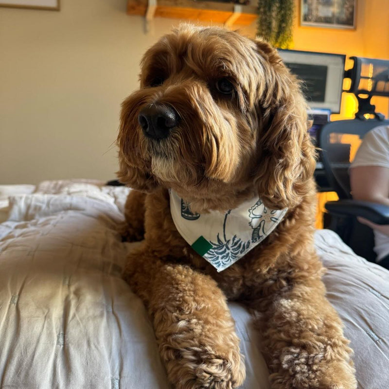 Dog laying on a bed wearing a Makanalani bandana