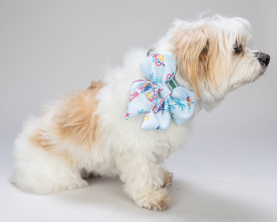 Small dog wearing a colorful floral bow tie on a plain background