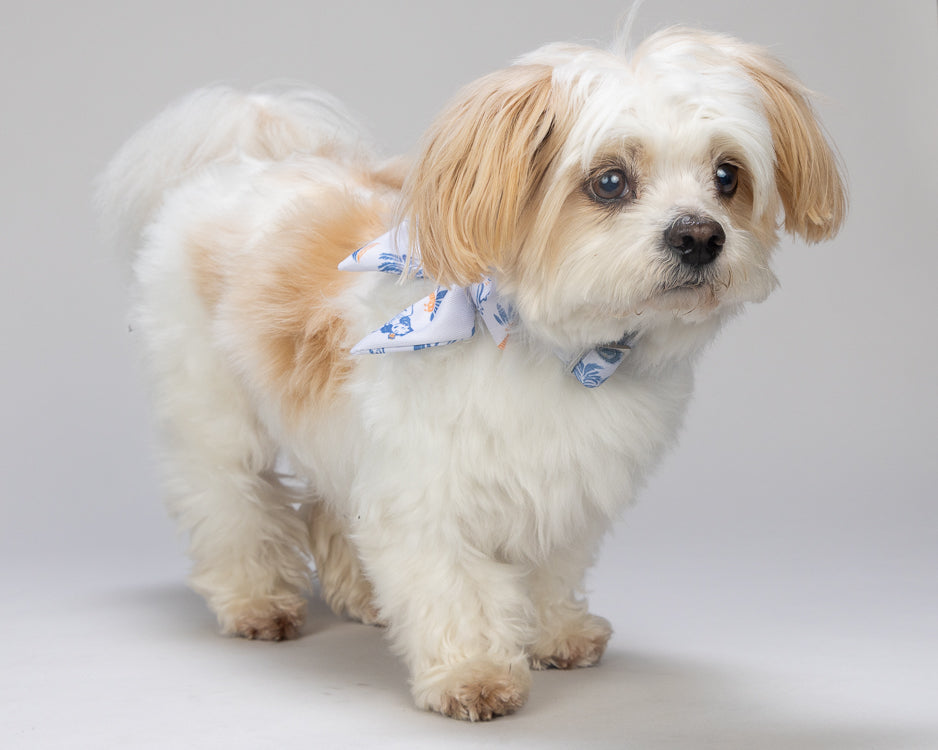 Small dog with a bow tie on a plain background