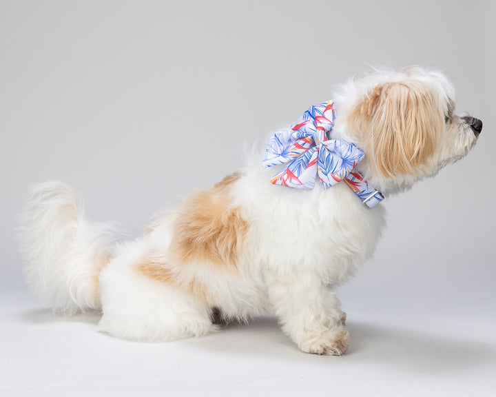 Small dog with a colorful bow on a gray background