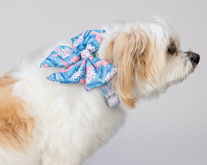 White dog wearing a colorful bow collar around its neck on a gray background