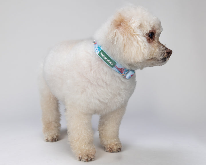 Small white dog wearing a colorful collar on a light gray background