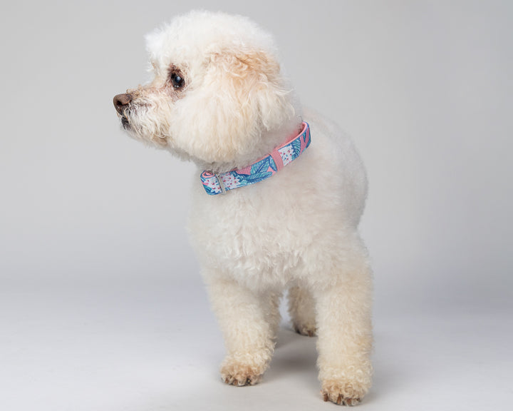 White dog wearing a colorful collar on a light gray background