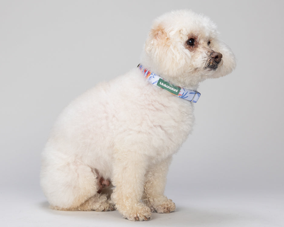 White dog wearing a colorful collar on a light gray background