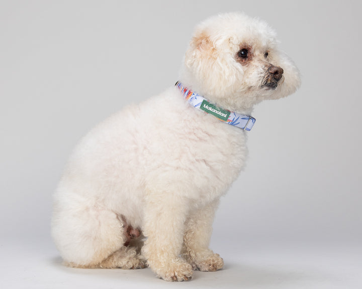 White dog wearing a colorful collar on a light gray background