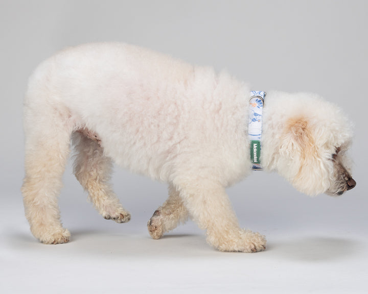 White dog wearing a colorful collar around its neck on a gray background