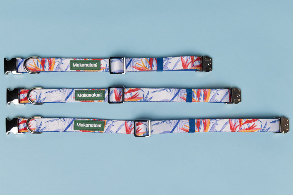 Three colorful dog collars with a brand logo on a light blue background