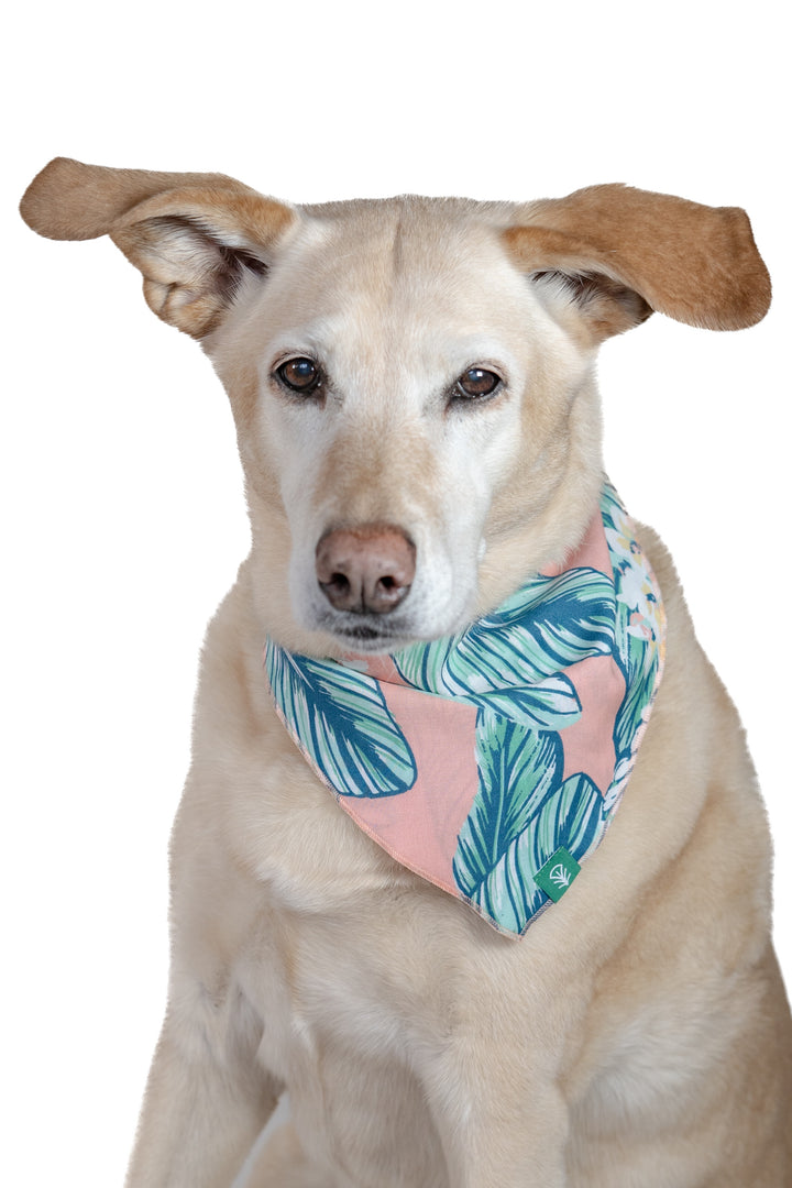 Dog wearing a bandana with a tropical leaf pattern on a white background