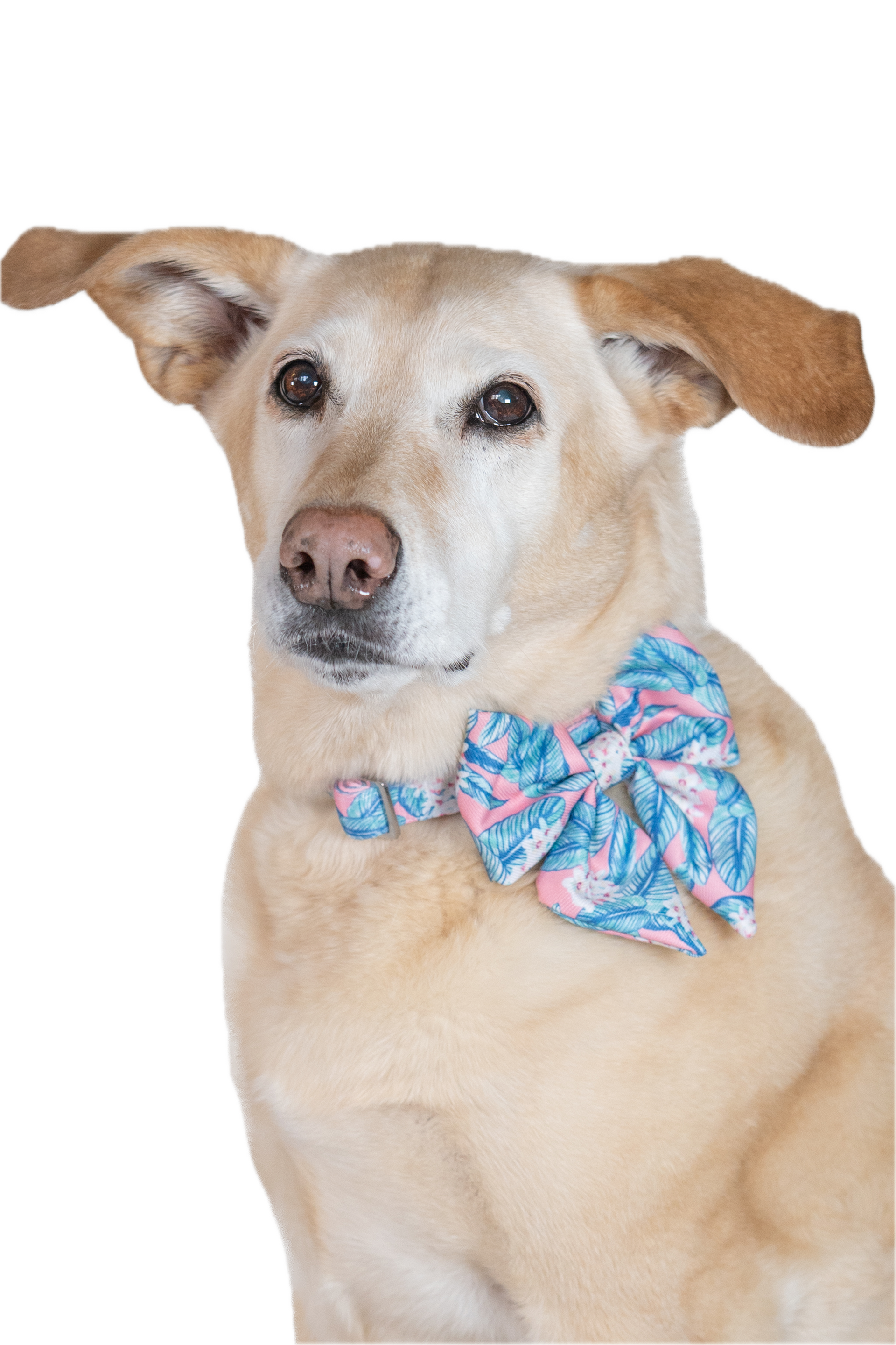 Palm Floral Bow Collar Set