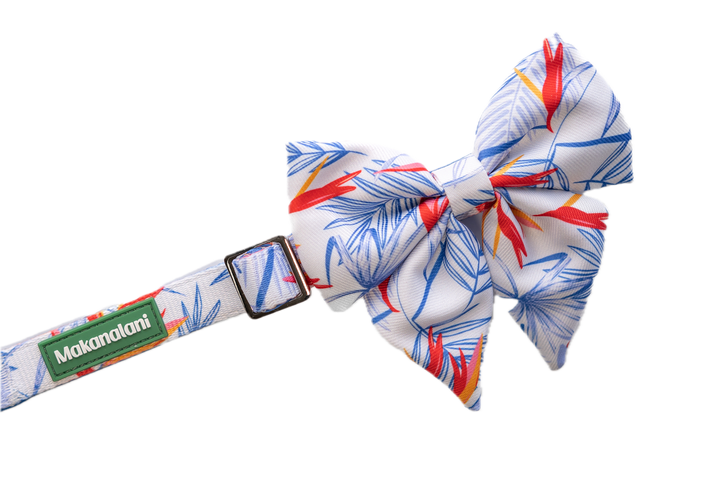 Mulit-colored dog collar with matching bow in a tropical print on a white background