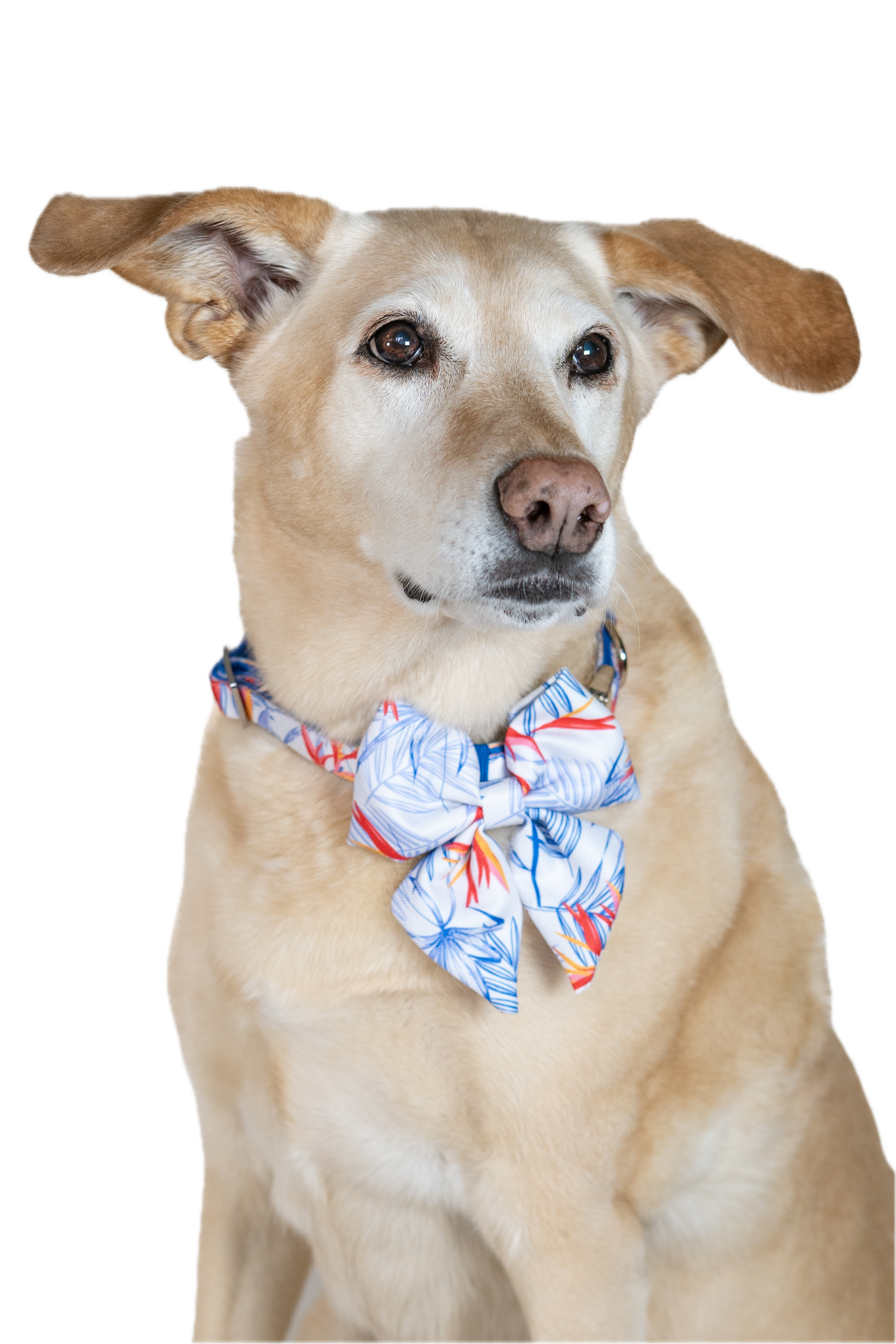 Birds of Paradise Bow Collar Set