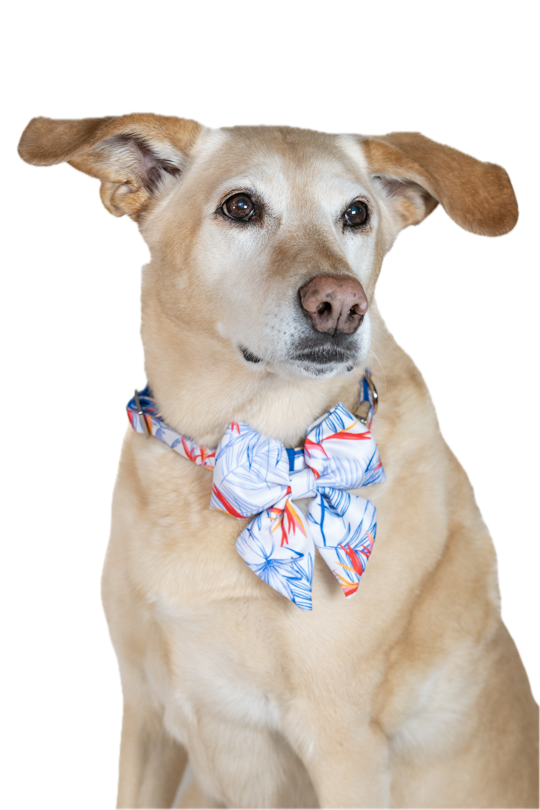 Dog wearing a colorful bow tie on a white background