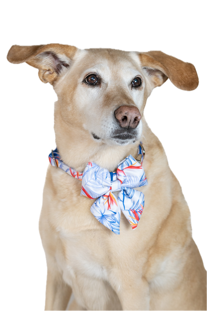 Dog wearing a colorful bow tie on a white background