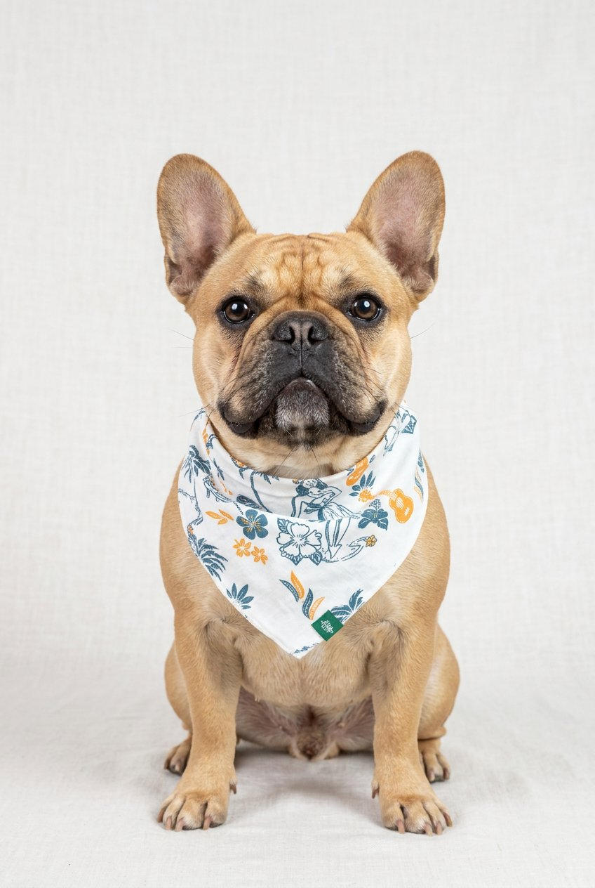 Dog wearing a floral bandana on a white background